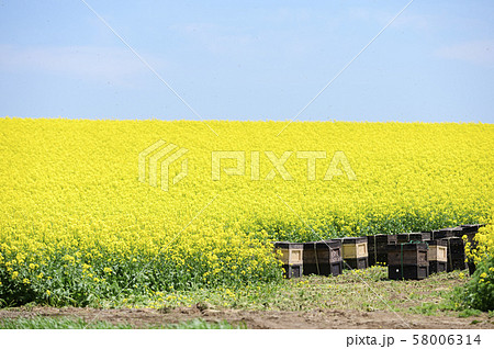 養蜂(蜂の巣箱と菜の花) 養蜂(蜂の巣箱と菜の花) 58006314