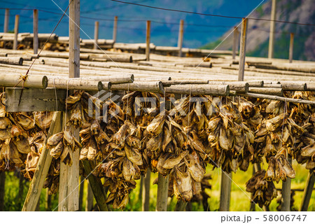 Cod stockfish drying on racks, Lofoten islands Cod stockfish drying on racks, Lofoten islands 58006747
