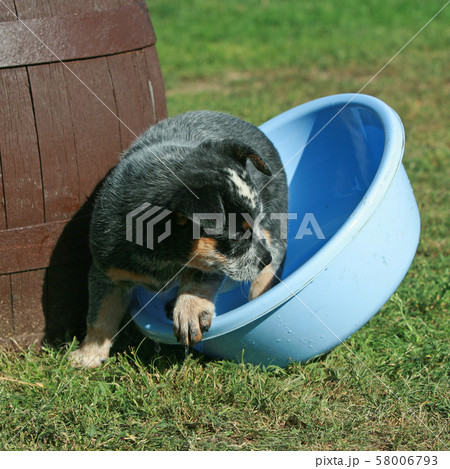 Australian Cattle Dog playing with water 58006793