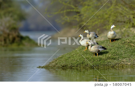 Bar-headed geese, Anser indicus, Bharatpur, Rajasthan, India Bar-headed geese, Anser indicus, Bharatpur, Rajasthan, India 58007045