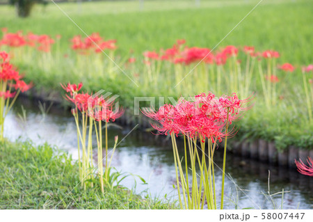 曼殊沙華 彼岸花 曼殊沙華 彼岸花 58007447