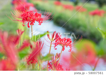 曼殊沙華 彼岸花 曼殊沙華 彼岸花 58007561