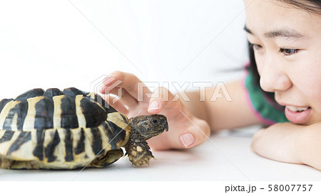 女の子とペットのヘルマンリクガメ 女の子とペットのヘルマンリクガメ 58007757