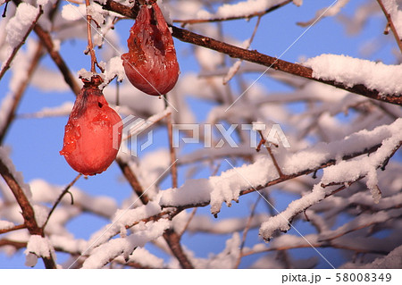 雪が積もった朝の柿の木 雪が積もった朝の柿の木 58008349