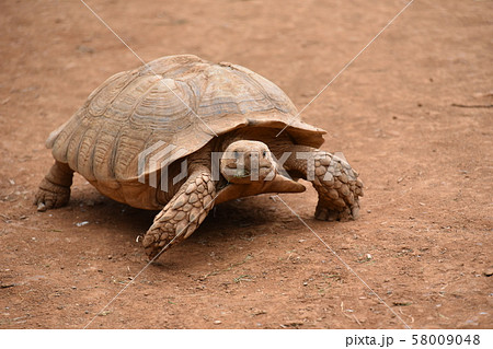 ケヅメリクガメのお散歩 58009048