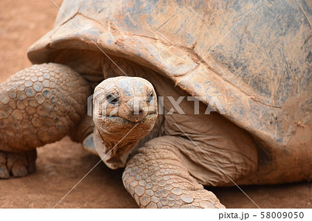 ゾウガメさんこんにちわ 58009050