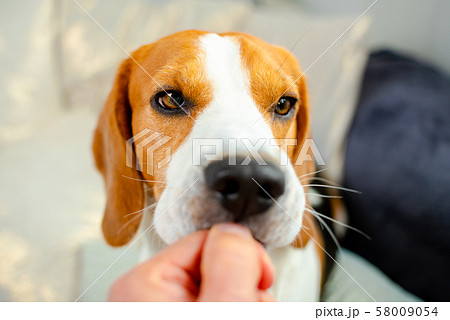 Feeding beagle dog with a treat from hand 58009054
