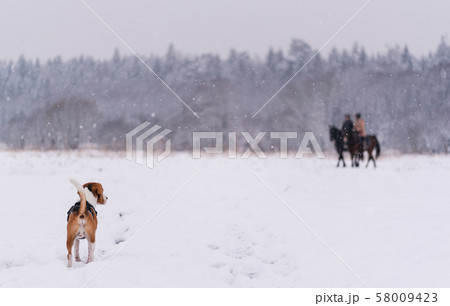 beagle dog outdoor portrait walking in snow beagle dog outdoor portrait walking in snow 58009423