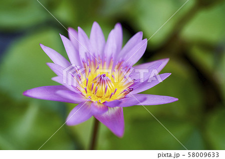 紫色のスイレンの花の写真素材