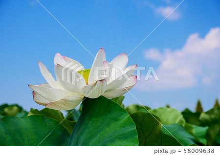 初夏の青空と二千年ハスの畑【佐賀県】 58009638