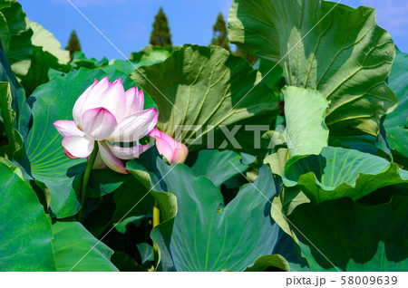 初夏の青空と二千年ハスの畑【佐賀県】 58009639