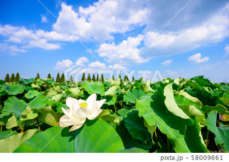 初夏の青空に咲く二千年ハス【佐賀県】 初夏の青空に咲く二千年ハス【佐賀県】 58009661