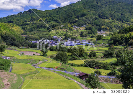 明日香の棚田 彼岸花 明日香の棚田 彼岸花 58009829