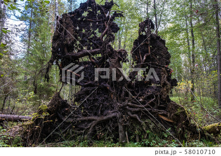 Fairytale roots of a large fallen tree against the 58010710
