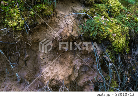 The roots and land of a large fallen tree, taken 58010712