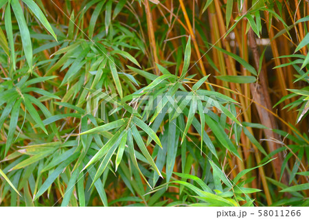 a Bamboo Forest of close up at the garden 58011266