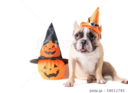Portrait of French bulldog with hat halloween and Portrait of French bulldog with hat halloween and 58011785