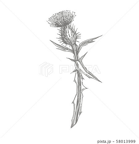 Thistle Or Daisy Flower Botanical のイラスト素材 58013999 Pixta