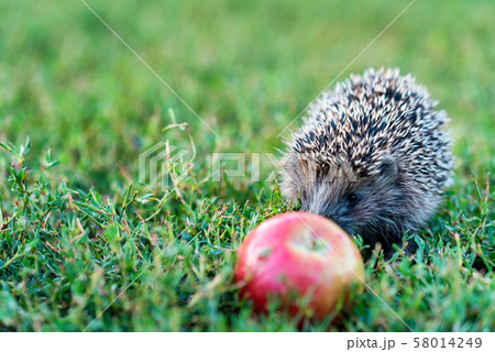Prickly hedgehog on a green grass near the apple 58014249