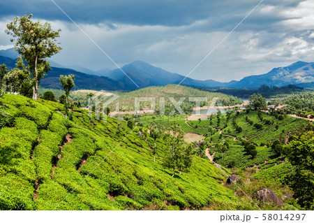 Tea plantations in mountains 58014297
