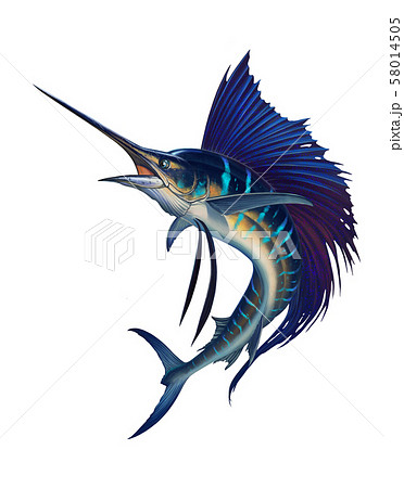 Sailfish Fish On White Striped Big Marlin Stock Illustration