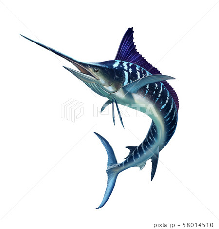 Striped marlin on white, fish sword. Realistic isolated illustration. 58014510
