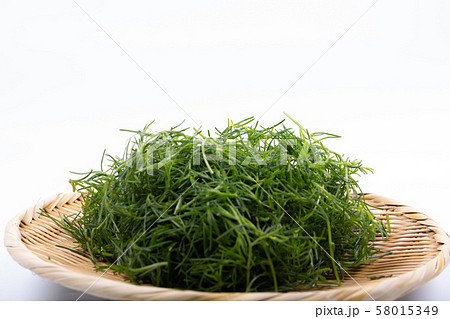 おかひじき 58015349