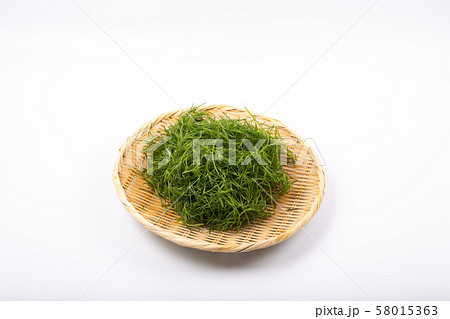 おかひじき 58015363