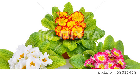 Primroses isolated on white background. Wide 58015458