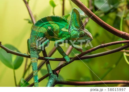 Veiled Chameleon 58015997