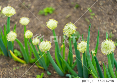 たまねぎ 葱坊主 野菜の写真素材