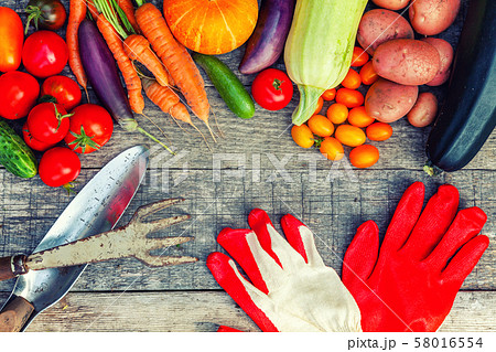 Assortment different fresh organic vegetables and 58016554