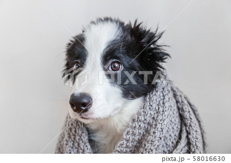 Funny studio portrait of cute smilling puppy dog 58016630