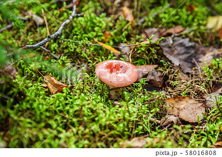Edible small mushroom Russula with red russet cap 58016808