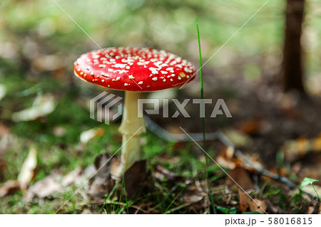 Toxic and hallucinogen mushroom Fly Agaric in Toxic and hallucinogen mushroom Fly Agaric in 58016815