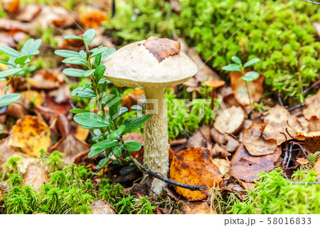 Edible small mushroom with brown cap Penny Bun 58016833