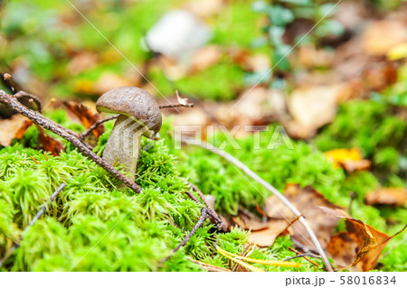 Edible small mushroom with brown cap Penny Bun 58016834