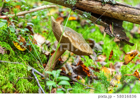 Edible small mushroom with brown cap Penny Bun 58016836