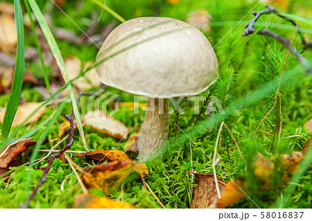 Edible small mushroom with brown cap Penny Bun 58016837