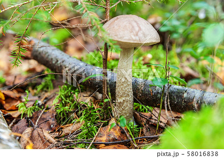 Edible small mushroom with brown cap Penny Bun 58016838