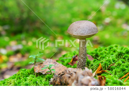 Edible small mushroom with brown cap Penny Bun 58016844