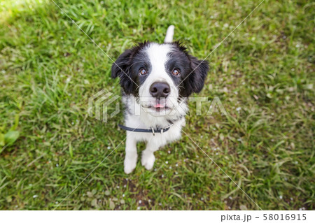 Funny outdoor portrait of cute smilling puppy dog Funny outdoor portrait of cute smilling puppy dog 58016915