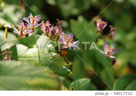 ホトトギス Tricyrtis ホトトギス Tricyrtis 58017532