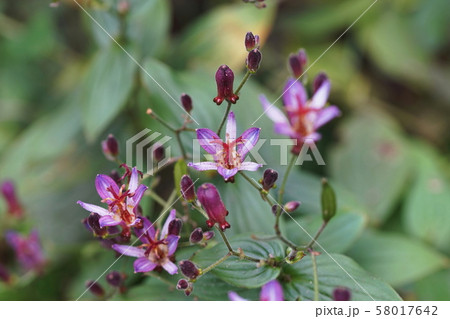ホトトギス  Tricyrtis hirta ホトトギス  Tricyrtis hirta 58017642