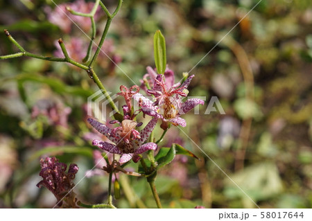 ホトトギス Tricyrtis hirta ホトトギス Tricyrtis hirta 58017644