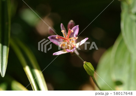 ホトトギス  Tricyrtis hirta ホトトギス  Tricyrtis hirta 58017648