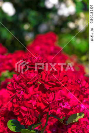 須磨離宮公園の真っ赤なバラ（兵庫県神戸市須磨区東須磨）※作品コメント欄に撮影位置 58018134