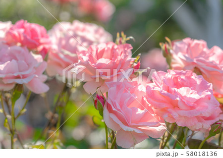 須磨離宮公園のピンクの薔薇（兵庫県神戸市須磨区東須磨）※作品コメント欄に撮影位置 58018136