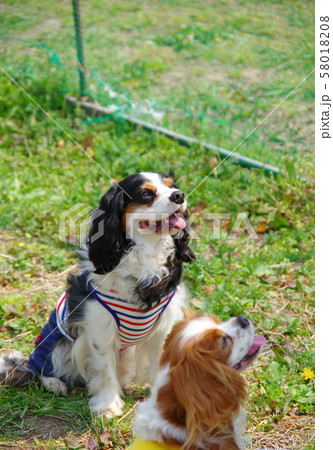 キャバリア 58018208