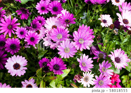 Daisy 58018555